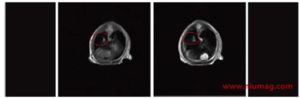 Low Field NMR & MRI Applications in Life Science - Applications - 5