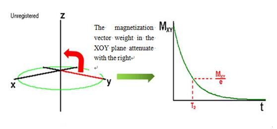 The magnetization vector weight in the XOY plane attenuate with the right