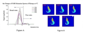 Higo 1：the changes of shrimps NMR relaxation spectra in 4℃ storage