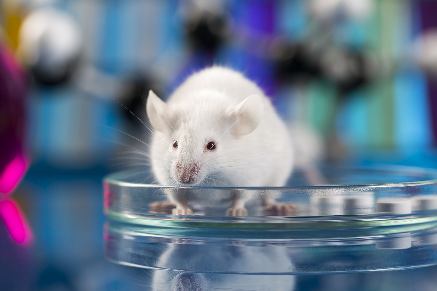 Study of Body Composition in Live Small Animals Using Low-Field NMR Technology
