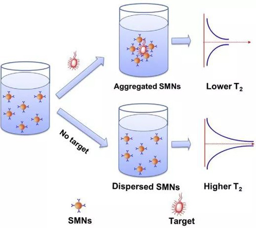 Magnetic resonance technology for rapid detection in biological samples - Blog - 1