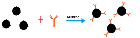 Magnetic resonance technology for rapid detection in biological samples - Blog - 4