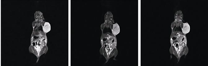 Small Animal MRI System-Permanent magnet MRI NM21-060H-I