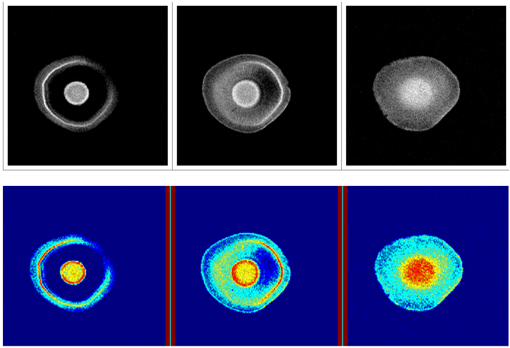 Mushroom drying process studied by Time domain NMR