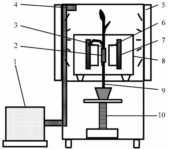 How to monitor water state and migration in living plants by low field NMR technique