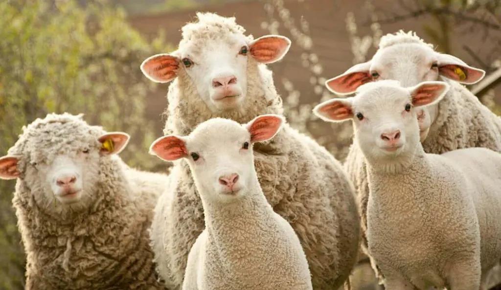 Low-field NMR Method for the Detection of Oil Content in Wool Fibers
