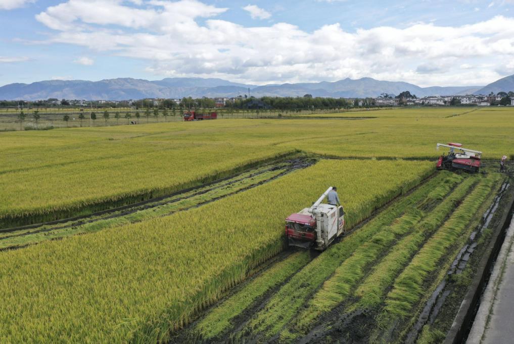 Low-Field NMR Research on Cold Stress in Rice
