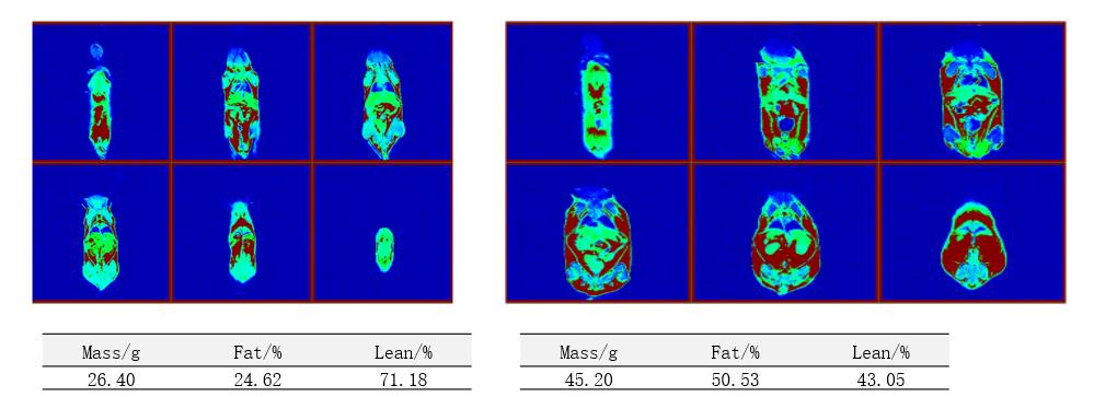 Time Domain NMR&MRI in Life Science