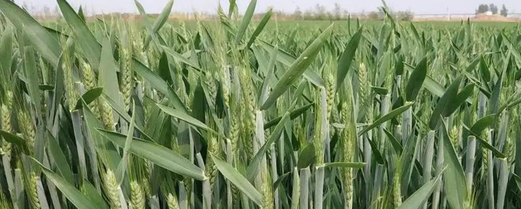 Low Field NMR Analysis Grain Filling Period of Winter Wheat