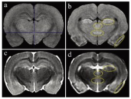 Small Animal Imaging