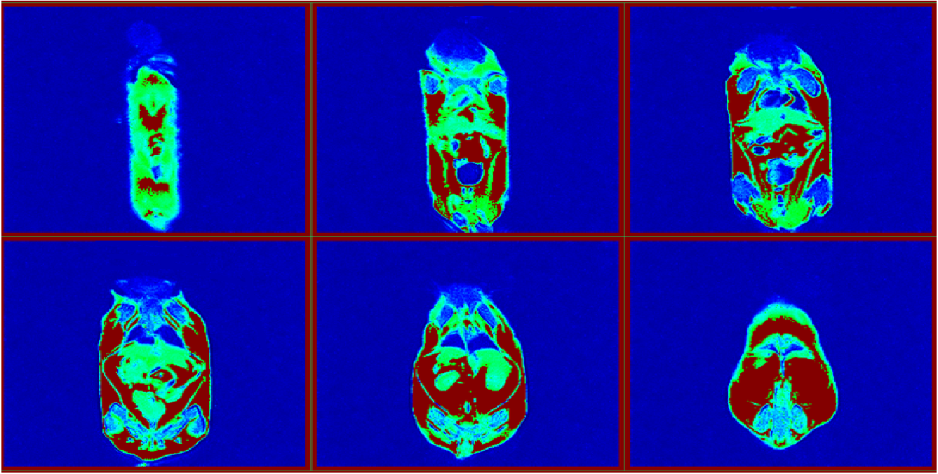 Mice Body Composition Analysis