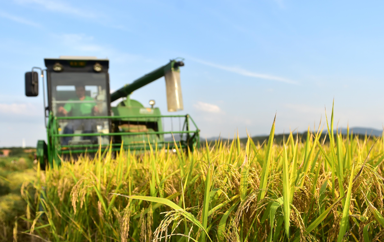 Low Field NMR Researchin Rice Growth Process