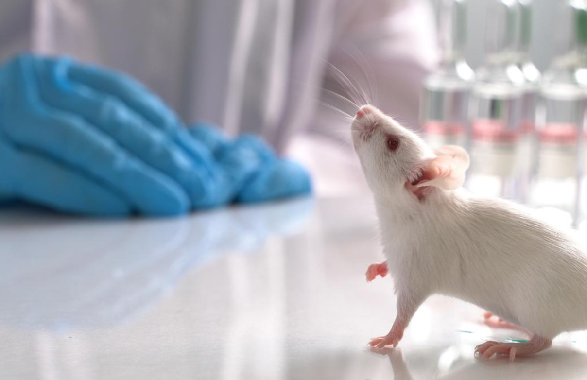 Small animal Body Composition with NMR Analyzer