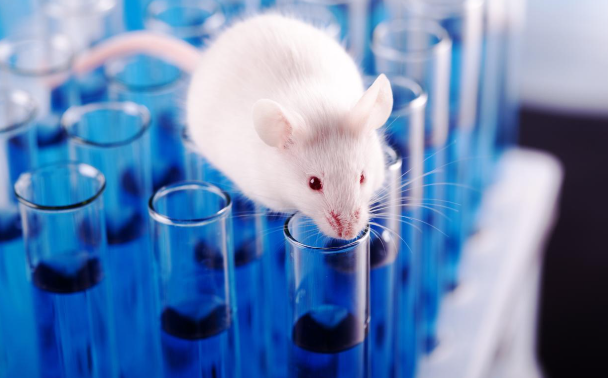 Live Mouse Body Composition Analysis by NMR