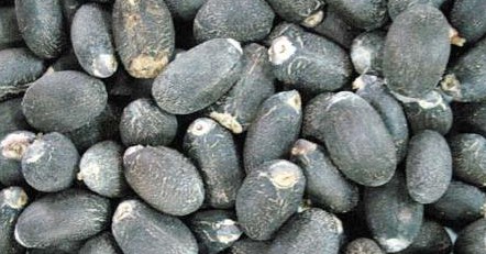 Determination of Oil Content in Jatropha curcas Seeds by Nuclear Magnetic Resonance and Soxhlet Extraction Methods