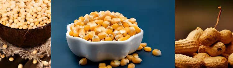 Low Field Nuclear Magnetic Resonance (LF-NMR) technology for seed oil content testing